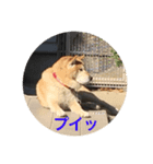 柴次郎（個別スタンプ：1）