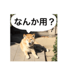 柴次郎（個別スタンプ：2）