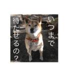 柴次郎（個別スタンプ：3）