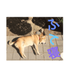柴次郎（個別スタンプ：4）