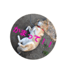柴次郎（個別スタンプ：5）