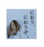 柴次郎（個別スタンプ：7）