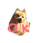 忠犬みらん（個別スタンプ：1）