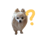 忠犬みらん（個別スタンプ：3）