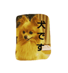 忠犬みらん（個別スタンプ：6）
