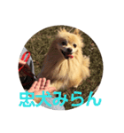 忠犬みらん（個別スタンプ：7）