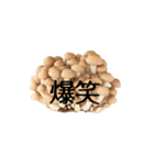 Every KINOKO（個別スタンプ：6）