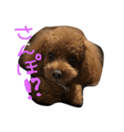 トイプのレン君（個別スタンプ：1）