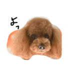 トイプのレン君（個別スタンプ：8）