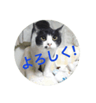 I love soccer and cat.（個別スタンプ：10）