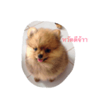 love pom pom（個別スタンプ：1）
