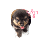 love pom pom（個別スタンプ：2）