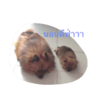 love pom pom（個別スタンプ：4）