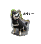 Shiba kenn（個別スタンプ：3）