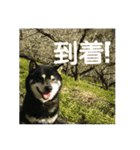 Shiba kenn（個別スタンプ：4）