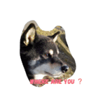Shiba kenn（個別スタンプ：6）