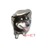 Shiba kenn（個別スタンプ：7）