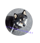 Shiba kenn（個別スタンプ：12）
