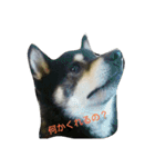 Shiba kenn（個別スタンプ：13）