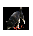 Shiba kenn（個別スタンプ：15）