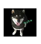 Shiba kenn（個別スタンプ：17）