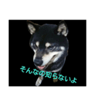 Shiba kenn（個別スタンプ：18）