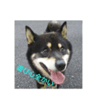 Shiba kenn（個別スタンプ：22）