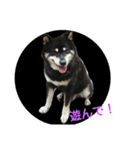 Shiba kenn（個別スタンプ：23）