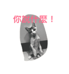 dudumimi（個別スタンプ：2）