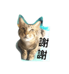 dudumimi（個別スタンプ：3）
