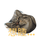 dudumimi（個別スタンプ：4）