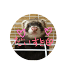 フェレットuxu（個別スタンプ：1）