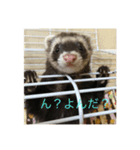 フェレットuxu（個別スタンプ：4）