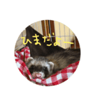 フェレットuxu（個別スタンプ：5）