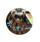 フェレットuxu（個別スタンプ：7）