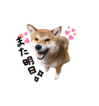 柴犬  らっく（個別スタンプ：1）