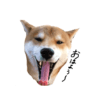 柴犬  らっく（個別スタンプ：2）