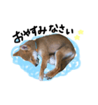 柴犬  らっく（個別スタンプ：3）