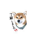 柴犬  らっく（個別スタンプ：4）
