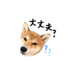 柴犬  らっく（個別スタンプ：5）