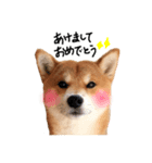 柴犬  らっく（個別スタンプ：6）