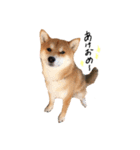 柴犬  らっく（個別スタンプ：7）