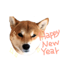 柴犬  らっく（個別スタンプ：8）