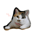 だてねこ（個別スタンプ：1）