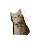 だてねこ（個別スタンプ：2）