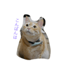 だてねこ（個別スタンプ：3）