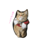 だてねこ（個別スタンプ：4）