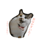 だてねこ（個別スタンプ：5）