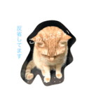 だてねこ（個別スタンプ：6）