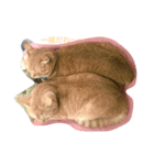 だてねこ（個別スタンプ：8）